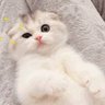 虾虾's profile picture