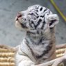 Tiger profil fotoğrafı