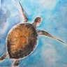 Tortue Marine profil fotoğrafı