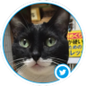 machiko 憲法を生活に活かそう! profil fotoğrafı