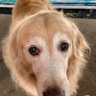 Фото профиля 🐶🐶 Noinoi ↗️