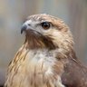 🚫アフィカス転載お断り🚫 通報⥄アフィ報酬没収⋆成功⥄メシウマ🕊️ profil fotoğrafı