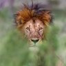 محمد profil fotoğrafı