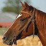 Horseface94 profil fotoğrafı