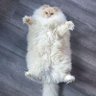 wsan's profile picture