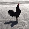Profilbild von Dark Rooster