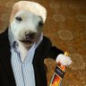 Profilbild von Perro Elissir