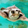 こなもん profil fotoğrafı