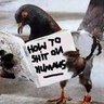 Bird Turd's profile picture