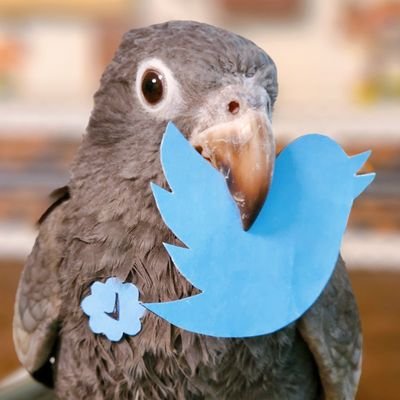 vanilla_crow's profile picture