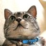 ボニー's profile picture