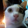 กระบี่อยู่ที่ใจ's profile picture