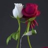 Profilbild von عابر على جناح الحلم