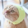 แก้ไข ≠ ล้มล้าง 🐱🐈😽's profile picture