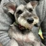 ミニシュナ's profile picture