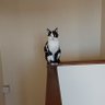 にゃんころもっち餅 profil fotoğrafı