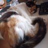 pépé cha profil fotoğrafı