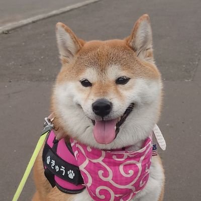 キュキュ(柴犬の九ちゃん)'s profile picture