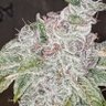 Фото профиля bigdoobgenetics