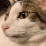 mola's profile picture