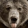 Profilbild von krucho
