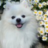 ささみ(8)'s profile picture