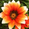 Flowrs 4 Sovrynty 💐💐💐's profile picture