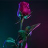 Фото профиля Denu
