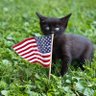 AmeriKat MAGA USA 的头像