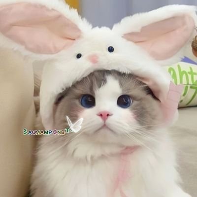 彡ᴀᴏᴍᴀᴍᴘ✧ɴʙ ... ʚїɞ's profile picture