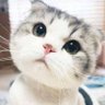 RealBoxAI 的头像