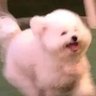 Profilbild von 一只羊咩来咩去