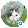 すぎゃ(╹◡╹)🍣 profil fotoğrafı