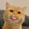 zhigang's profile picture