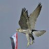 قايدالشعيبي 的头像