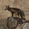 Profilbild von Nati Zev - Moshiach Fox