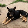Hari Thakur profil fotoğrafı