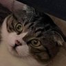 banjobanjo's profile picture
