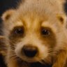 Rocketh Raccoon's profile picture