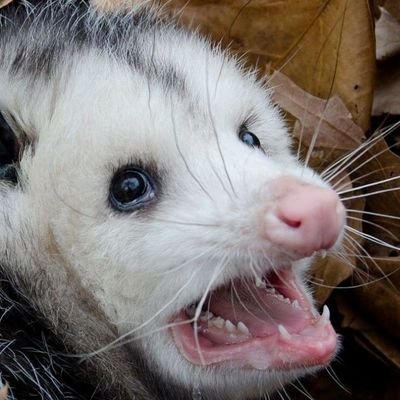 GaboGAG's profile picture