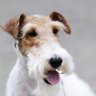 ノブ's profile picture