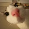 Meadow's profile picture