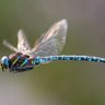 Dragonfly27 profil fotoğrafı