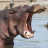 Фото профиля RaginHippo
