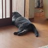 Фото профиля ポニョえもん