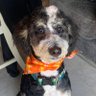 Just a pup named Chuck 的头像