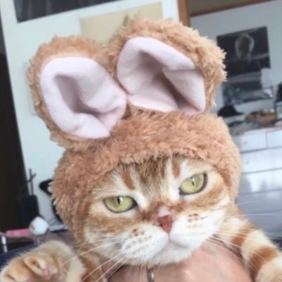 coconin_nyan's profile picture