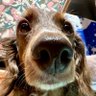 ちょこまる🐶's profile picture