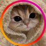 Profilbild von ✨kucing lucu✨🐈🐈‍⬛