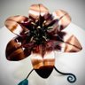 Gilded Lilly 的头像